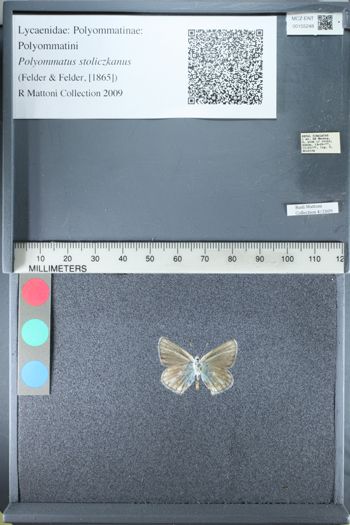 Media type: image;   Entomology 155248